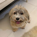 Un Havashire assis sur un sol carrel&eacute; et ayant la gueule l&eacute;g&egrave;rement ouverte