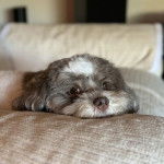 Un Havashire allong&eacute; sur un canap&eacute; et regardant la cam&eacute;ra