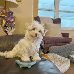 Un Havashire assis sur un canap&eacute; et qui est tenu en laisse