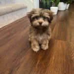 Un Havashire assis sur un plancher et regardant vers la cam&eacute;ra 