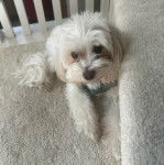 Un Havashire regardant la cam&eacute;ra et portant un hanrnais 