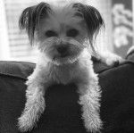 Un Havashire allong&eacute; sur un canap&eacute; et regardant la cam&eacute;ra