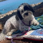 Un Havashire allong&eacute; sur un tapis et qui est tenu en laisse