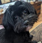 Un Havashire assis sur un tapis et regardant la cam&eacute;ra