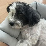 Un Havashire allong&eacute; dans un panier et semblant d&eacute;tendu