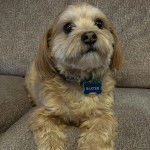 Un Havashire allong&eacute; sur un canap&eacute; et portant un collier autour du cou