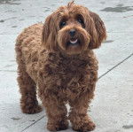 Un Havashire sur une surface bétonnée et ayant la gueule légèrement ouverte