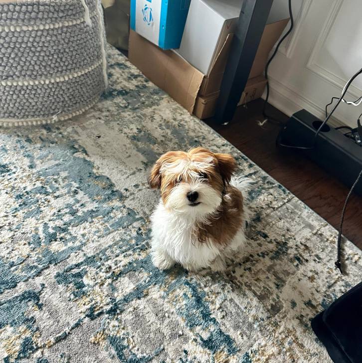 Un Havashire assis sur un tapis et regardant la caméra 