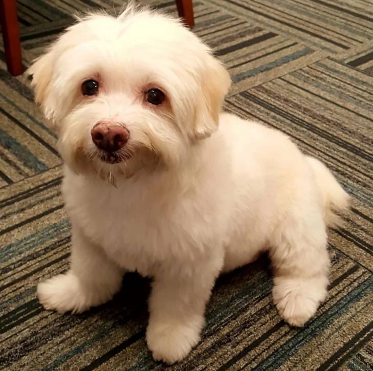 Un chiot Havashire assis sur un tapis et regardant la caméra 