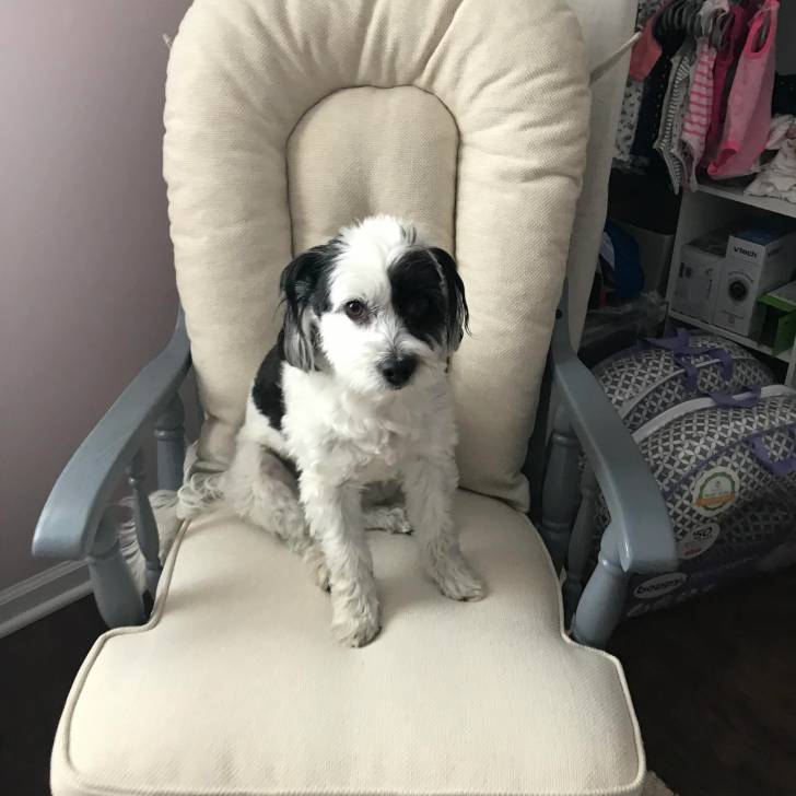 Un Havashire assis sur un fauteuil et regardant vers la caméra