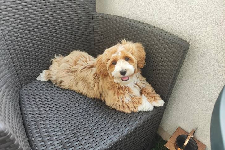 Un Havashire allongé sur une chaise et ayant la gueule légèrement ouverte