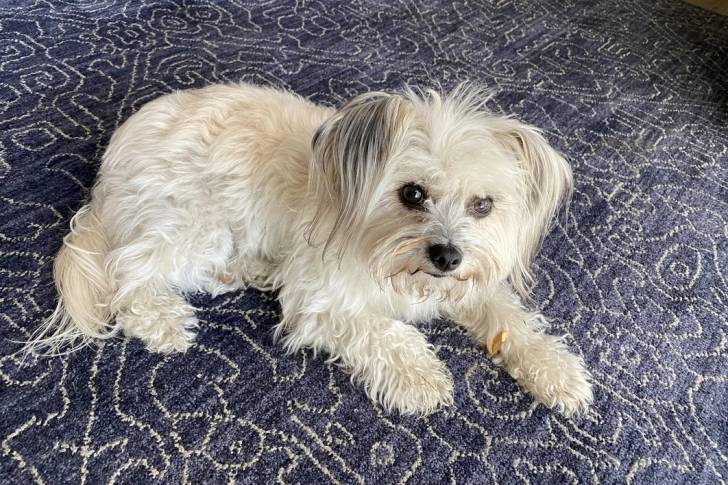 Un Havashire allongé sur un lit et regardant la caméra 