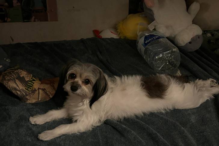 Un Havashire allongé sur un lit et regardant la caméra 