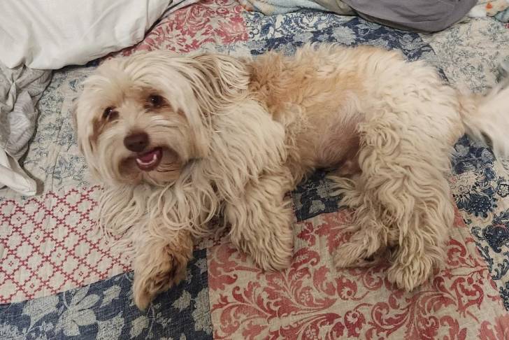 Un Havashire allongé sur un lit et regardant vers la caméra 