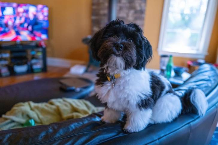 Un Havashire allongé sur un canapé et portant un collier autour du cou