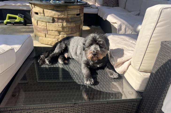 Un Havashire allongé sur un guéridon et semblant détendu