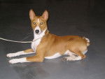 VICO - Basenji - Basenji