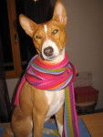 VICO - Basenji - Basenji