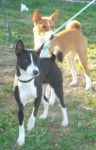 AMMOUT (en noir) et VICO (en fauve) - BASENJI - Basenji