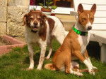 pepsy épagneul 7 ans 1/2 et vico basenji 2 ans - Basenji (7 ans et demi)
