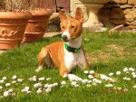 VICO DU HOULME - Basenji 2 ans - Basenji (2 ans)