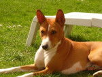 VICO DU HOULME BASENJI - Basenji