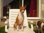 VICO DU HOULME BASENJI - Basenji