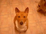 basenji syrus - Basenji