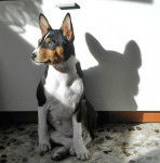 Photo Basenji