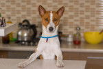 Photo Basenji