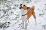 Photo Basenji