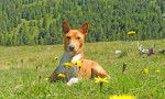 Photo Basenji