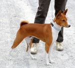Photo Basenji