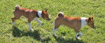 Photo Basenji