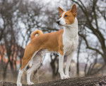 Photo Basenji