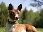 Photo Basenji
