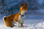 Un Basenji roux et blanc marche dans la neige