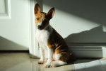 Photo Basenji