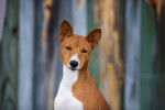 Photo Basenji