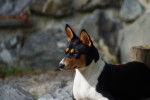 Photo Basenji