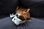 Photo Basenji