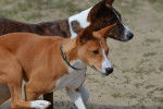 Photo Basenji