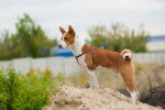 Photo Basenji