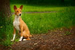 Photo Basenji