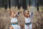 Photo Basenji