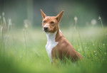 Photo Basenji
