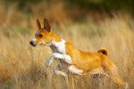 Un Basenji bondit dans l'herbe sèche