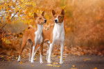 Photo Basenji