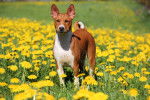 Photo Basenji