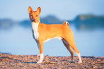 Photo Basenji